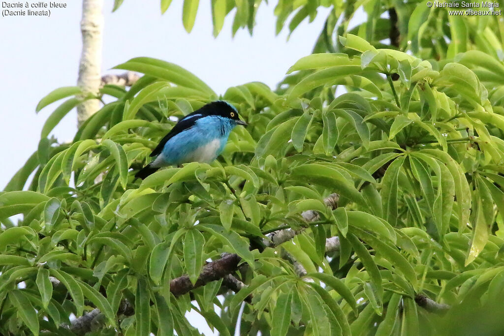 Dacnis à coiffe bleue