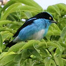 Dacnis à coiffe bleue