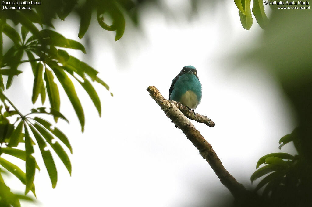 Dacnis à coiffe bleue