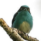 Dacnis à coiffe bleue