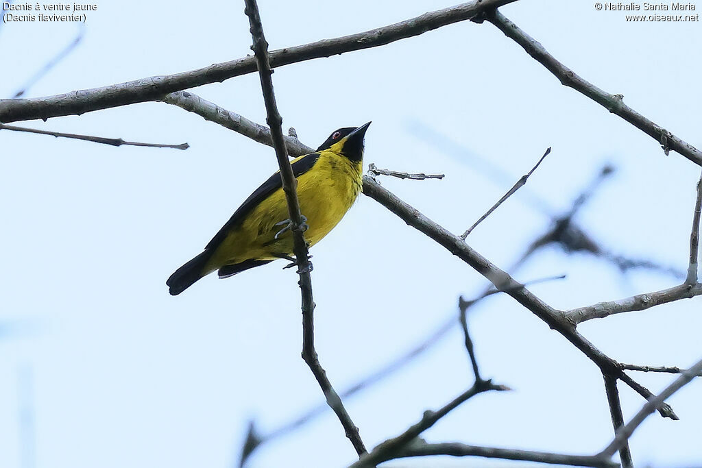 Dacnis à ventre jaune