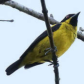 Yellow-bellied Dacnis