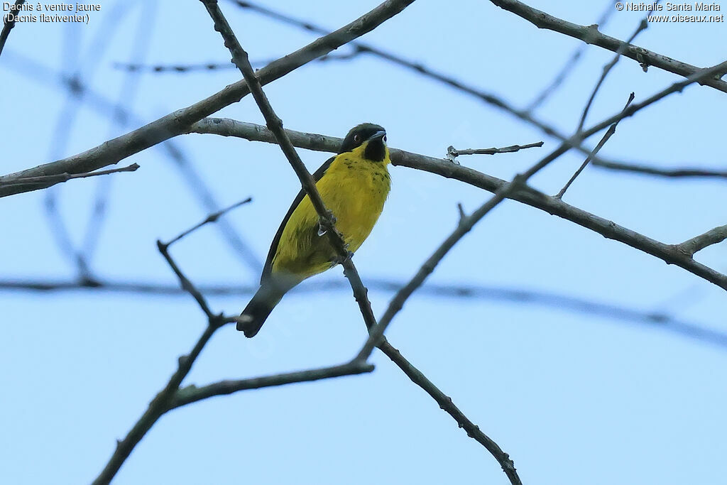 Dacnis à ventre jaune