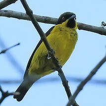 Dacnis à ventre jaune