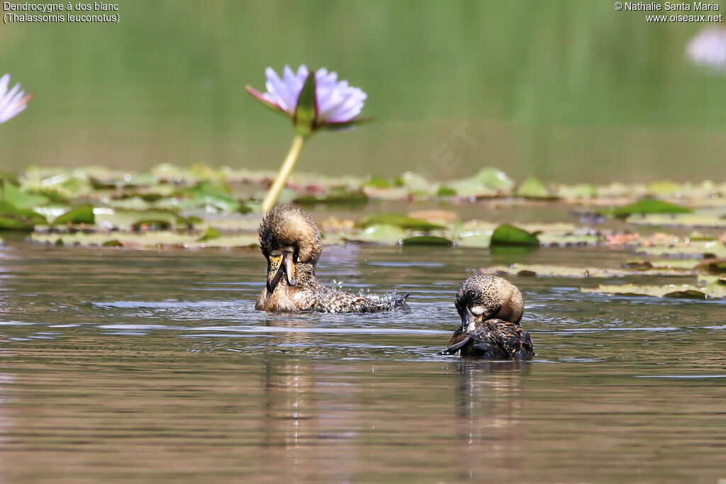 White-backed Duckadult, identification, habitat, care, swimming