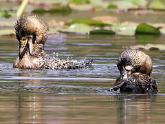 White-backed Duck