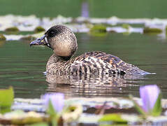 White-backed Duck