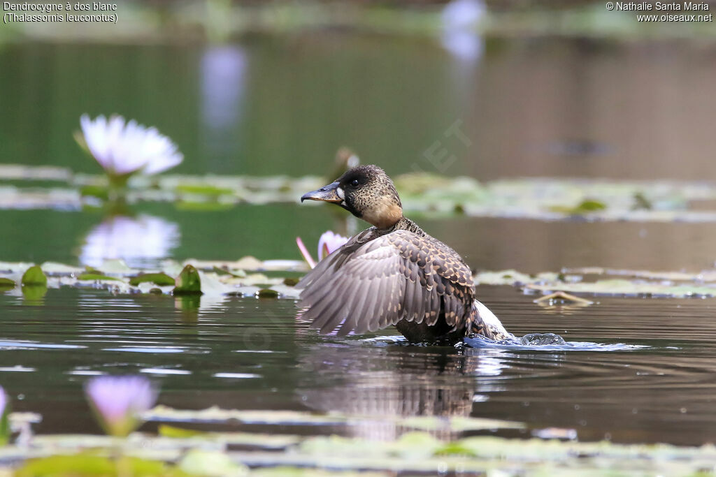 Dendrocygne à dos blancadulte, identification, habitat, soins, Comportement