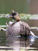 White-backed Duck