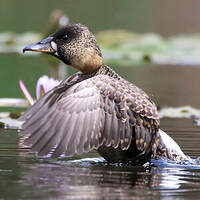 Dendrocygne à dos blanc