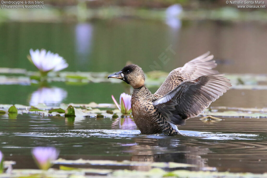 White-backed Duckadult, identification, habitat, care, swimming, Behaviour