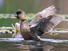 White-backed Duck