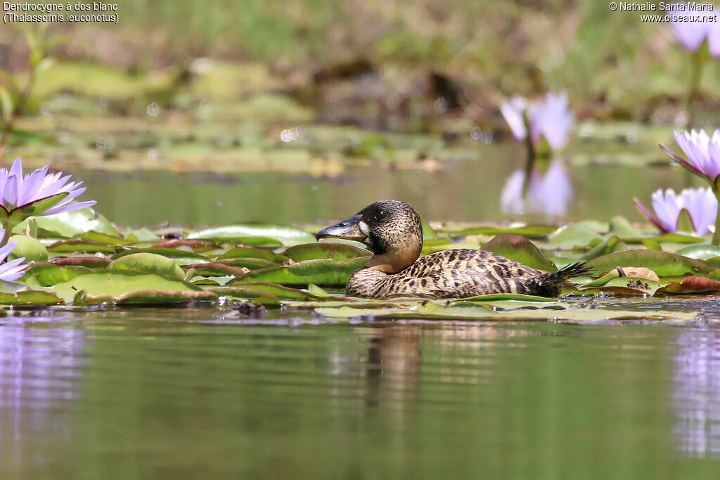 Dendrocygne à dos blancadulte, identification, habitat, nage