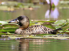 White-backed Duck