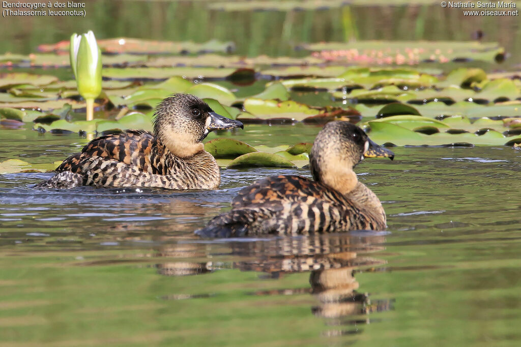 White-backed Duckadult, identification, habitat, swimming