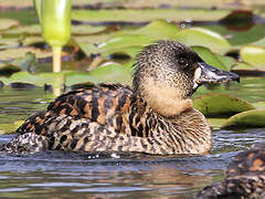 White-backed Duck