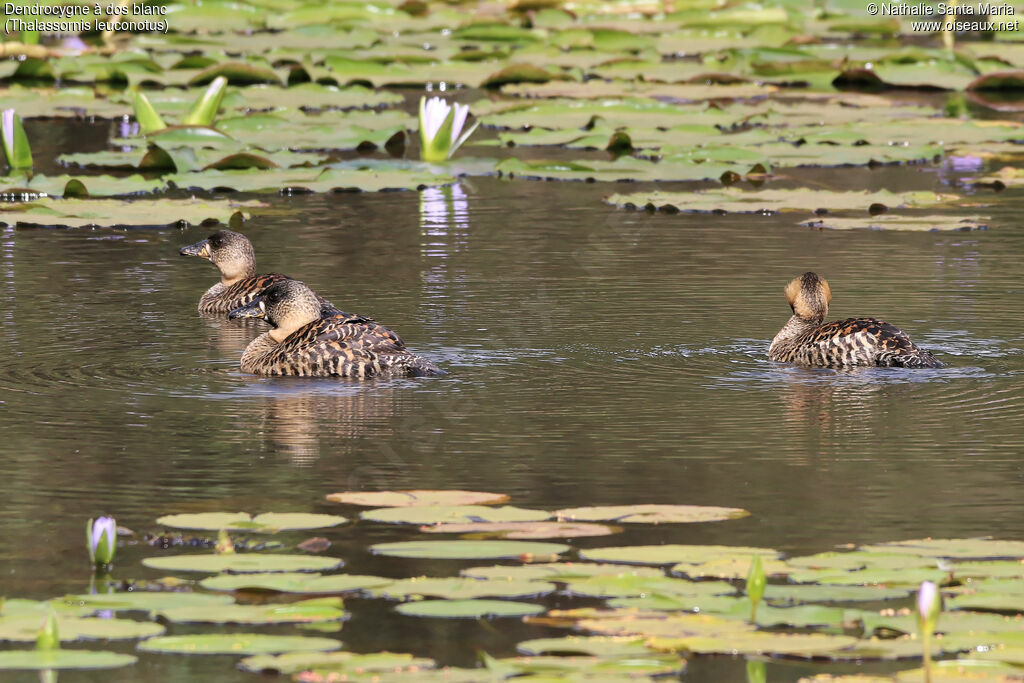 White-backed Duckadult, habitat, swimming