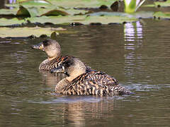 White-backed Duck