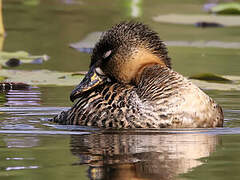 White-backed Duck