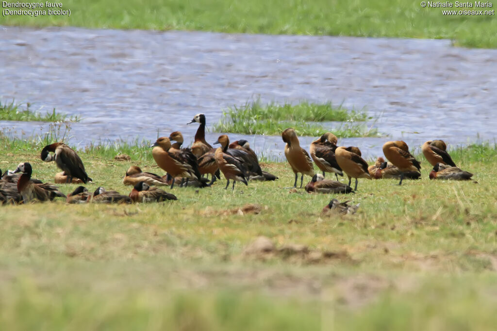 Dendrocygne fauve, habitat