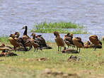 Dendrocygne fauve