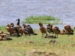 Fulvous Whistling Duck