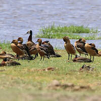 Dendrocygne fauve