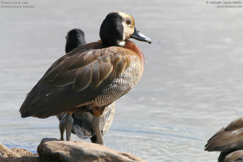 White-faced Whistling Duckadult, identification, close-up portrait