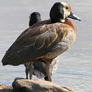 Dendrocygne veuf