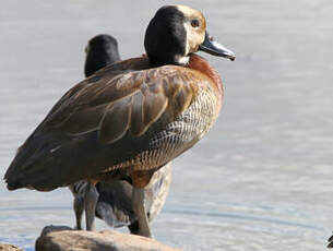 Dendrocygne veuf