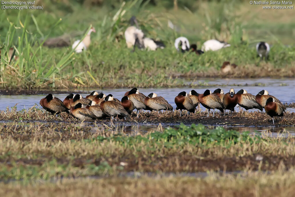 Dendrocygne veuf, habitat