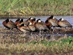 White-faced Whistling Duck