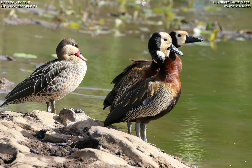 Dendrocygne veufadulte, identification, habitat