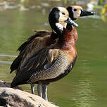 Dendrocygne veuf