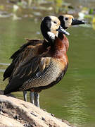 White-faced Whistling Duck