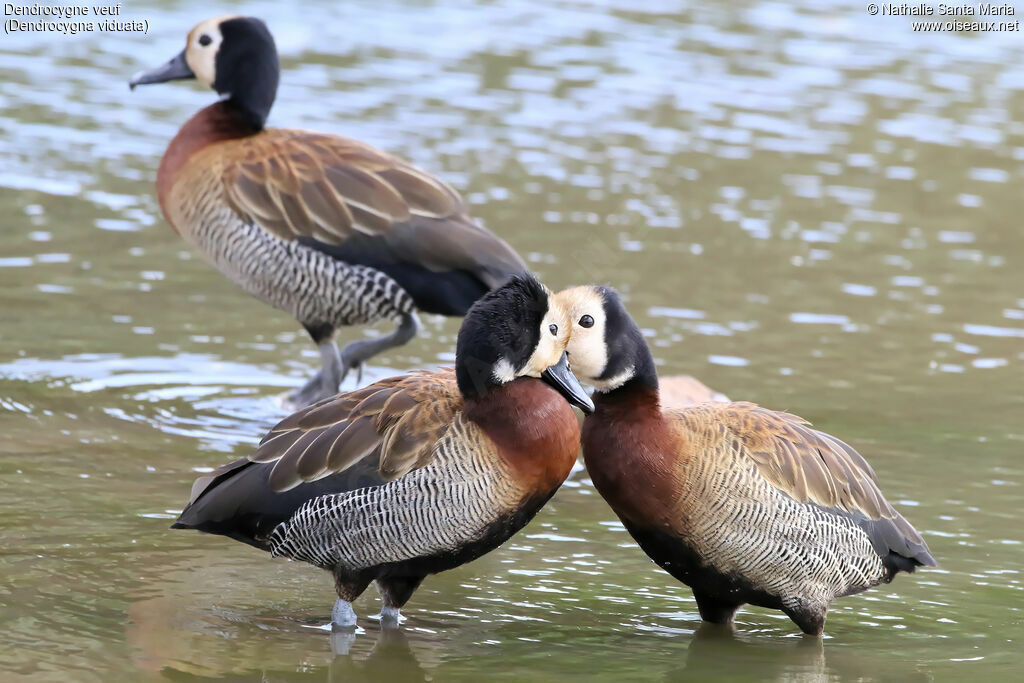 Dendrocygne veufadulte, habitat, soins