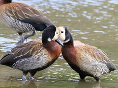 White-faced Whistling Duck