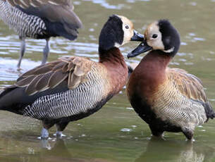 Dendrocygne veuf