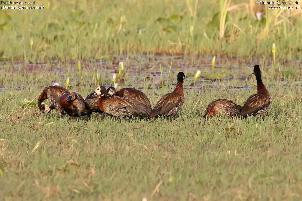 Dendrocygne veuf, habitat, soins