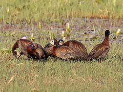 White-faced Whistling Duck