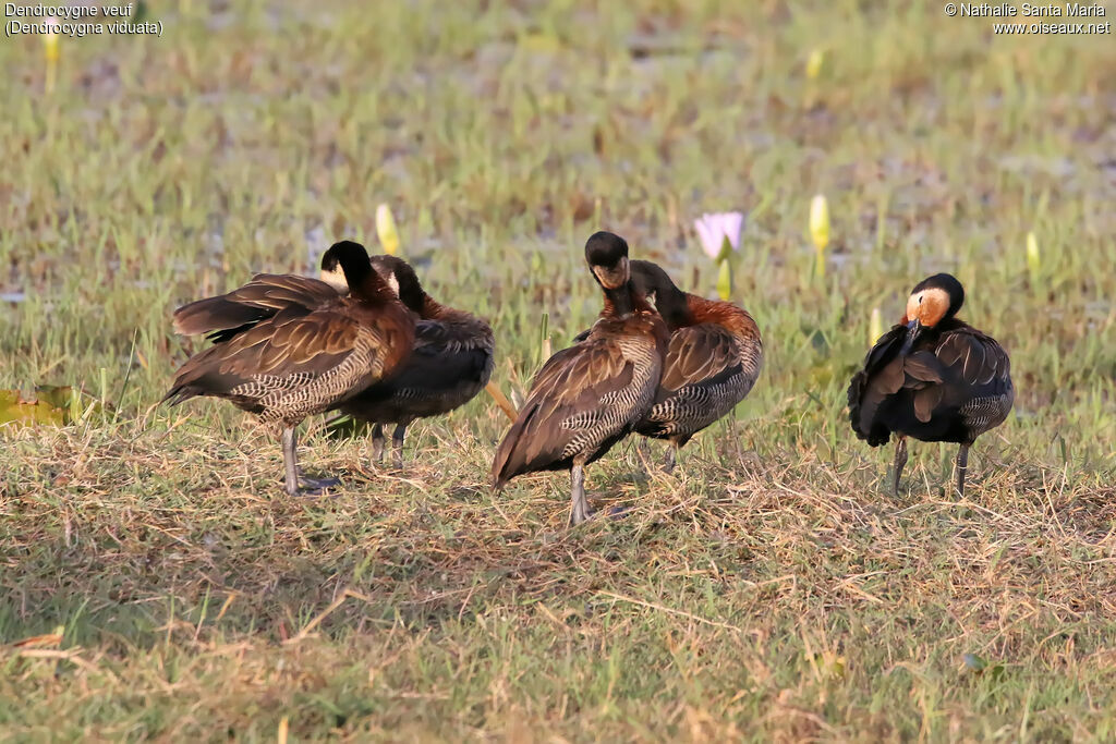 Dendrocygne veuf, habitat, soins