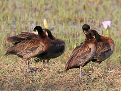 White-faced Whistling Duck