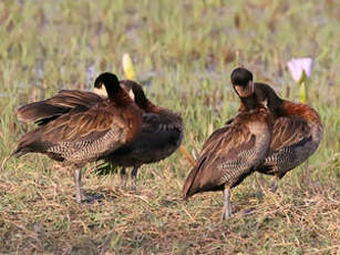 Dendrocygne veuf