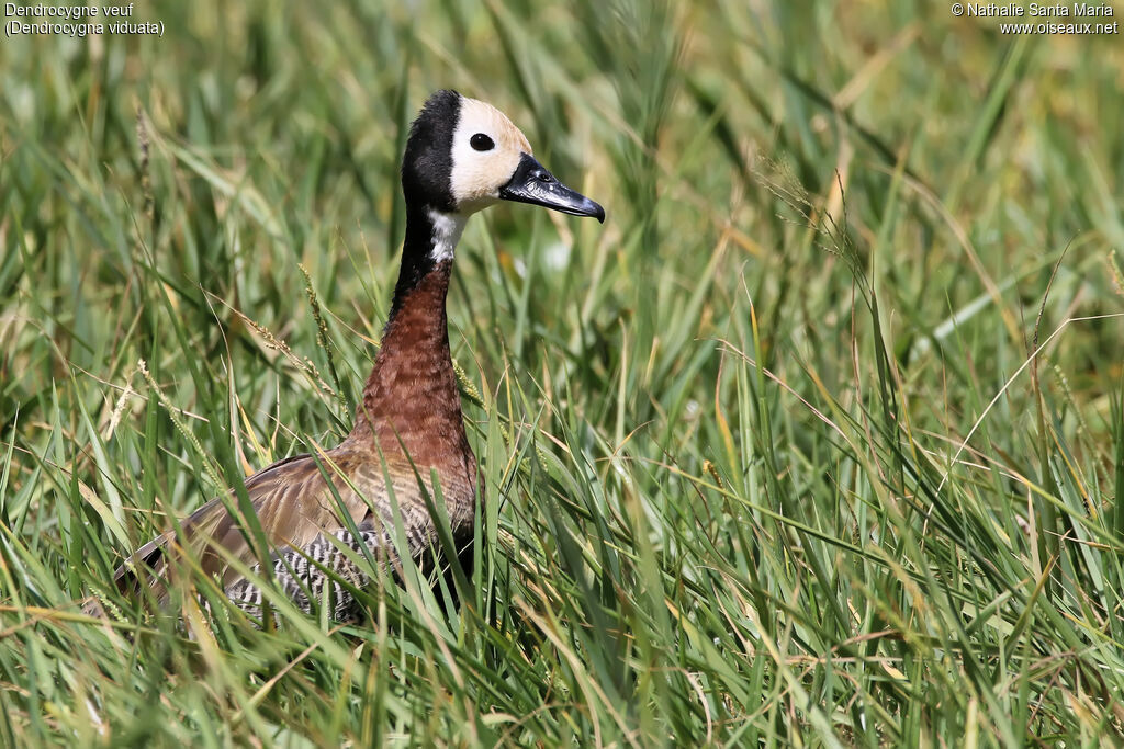 White-faced Whistling Duckadult, identification, habitat