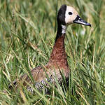 Dendrocygne veuf