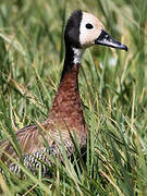 White-faced Whistling Duck