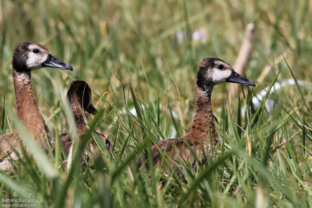 White-faced Whistling DuckSecond year, close-up portrait