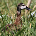 Dendrocygne veuf