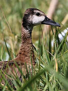 White-faced Whistling Duck