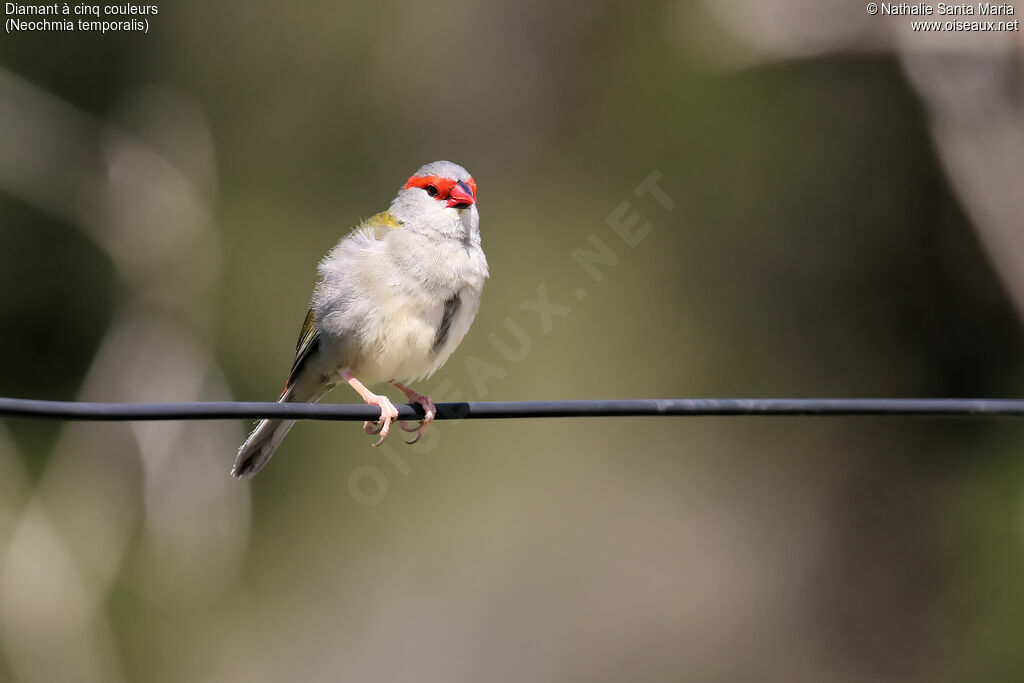 Red-browed Finchadult, identification